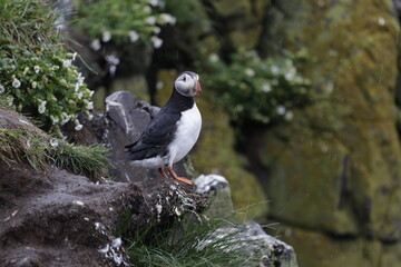 Puffin Iceland