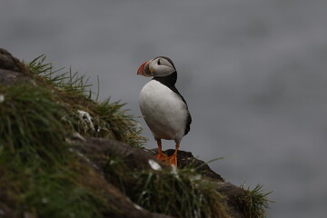 Puffin Iceland