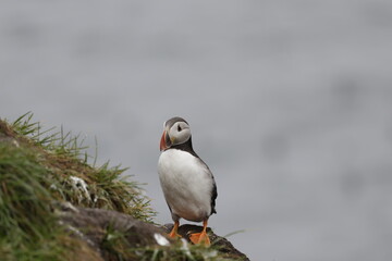 Puffin Iceland