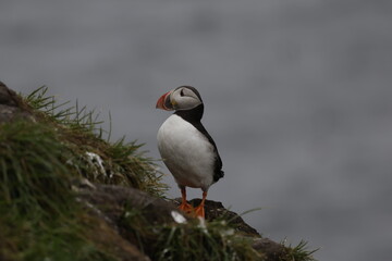 Puffin Iceland