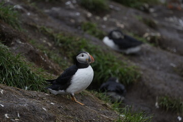 Puffin Iceland