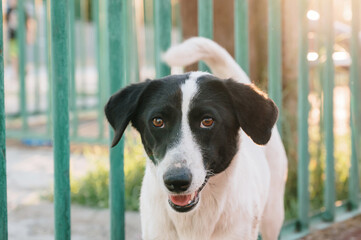A wild dog in the streets, looking at the camera.