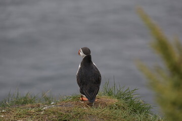 Obraz premium Puffin Iceland 