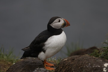Puffin Iceland

