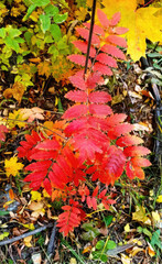 Experience the vibrant fall foliage with red and orange leaves, showcasing autumns beauty