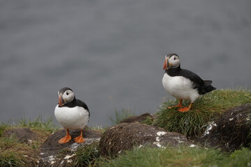 Puffin Iceland
