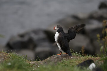 Puffin Iceland
