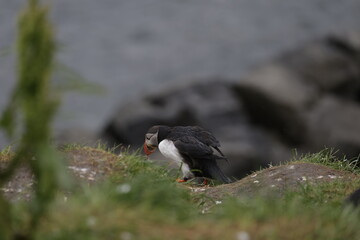 Puffin Iceland