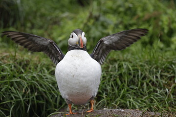 Puffin Iceland
