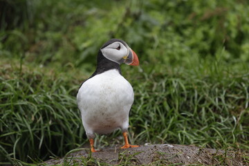 Puffin Iceland