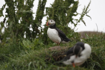 Puffin Iceland