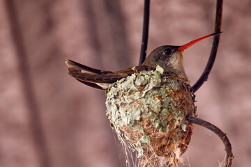 Colibrí Corona Violeta © JP STUDIO