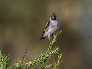 European goldfinch. (Carduelis carduelis).