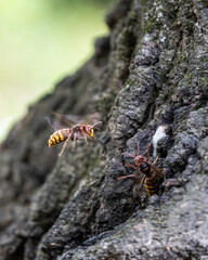 Close-up of hornet (Vespa crabro) activity in their natural habitat. Nature concept. Hornets flying and crawling on a tree bark.