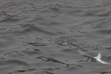 Puffin Iceland Ocean