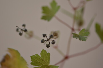 Flores, orugas y detalles macro