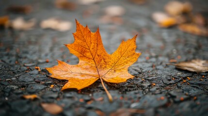 A vibrant orange maple leaf lies on the wet pavement, surrounded by scattered leaves during autumn in a city park.