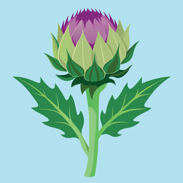 illustration of fresh green cardoon flower, artichoke vegetables 