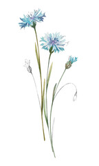 Obraz premium Watercolor wild blue cornflowers with small leaves and buds. Template element isolated on white