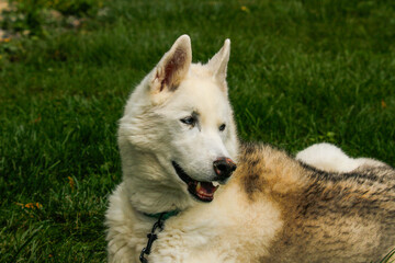 Obraz premium portrait of a dog