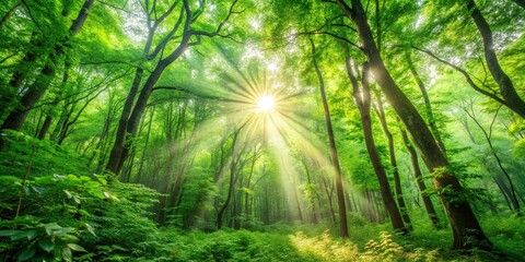 Obraz premium Sunlight streaming through the dense green foliage of a forest, Nature, Trees, Sunshine, Woods, Lush, Greenery