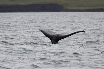 humpback whale tail, iceland