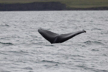 humpback whale tail, iceland