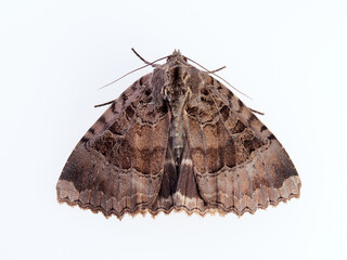 Naklejka premium The Old Lady moth. Mormo maura. Big moth in a white background. 