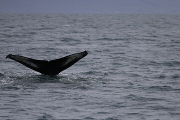 Fototapeta premium humpback whale tail, iceland