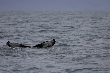 Fototapeta premium humpback whale tail, iceland