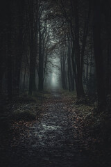 Fototapeta premium A dark and moody forest pathway is shrouded in an eerie mist, creating an atmosphere of mystery and intrigue