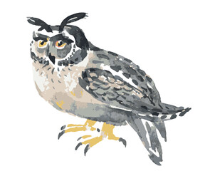 Watercolor sketch of owl bird, vector hand drawn  illustration isolated on white