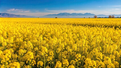 Obraz premium Vibrant field of blooming yellow Mustard flowers in California, USA, wildflowers, spring, landscape, sunny, nature, agriculture