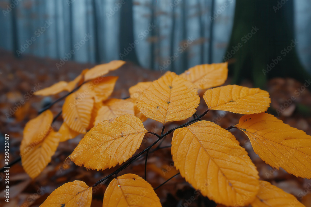 Canvas Prints late autumn