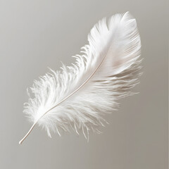 White fluffy feather isolated on light grey background