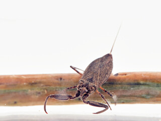 Water scorpion. Nepa cinerea. Aquatic Bugs