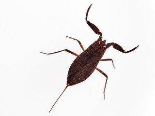 Water scorpion. Nepa cinerea. Aquatic Bugs