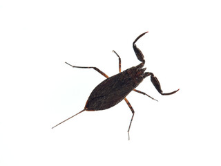 Water scorpion. Nepa cinerea. Aquatic Bugs