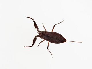 Water scorpion. Nepa cinerea. Aquatic Bugs