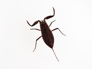 Water scorpion. Nepa cinerea. Aquatic Bugs
