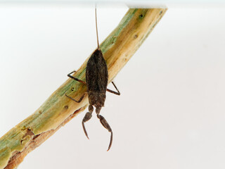 Water scorpion. Nepa cinerea. Aquatic Bugs