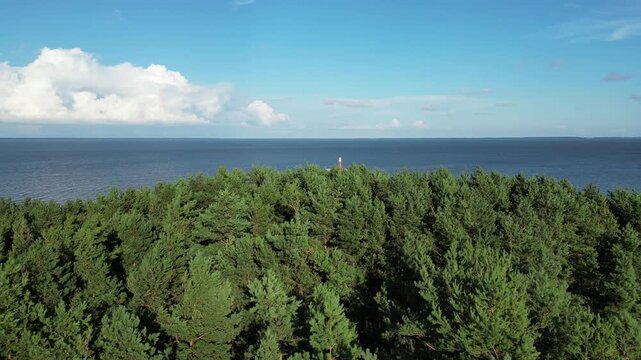 Forest ant lighthouse
