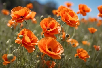 Obraz premium plants and flowers