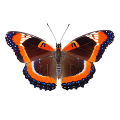 Naklejka premium A butterfly with orange and blue wings is isolated on transparent background.