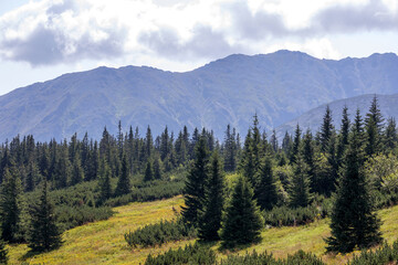 
young forest in the mountains on the background of mountains