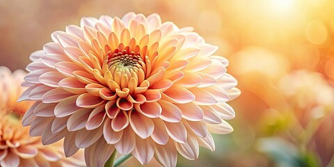 Peach chrysanthemum flower with delicate petals and vibrant color