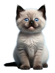 Obraz premium PNG Kitten siamese animal mammal.