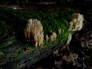 Antler mushrooms grow on an old tree in a dark forest. Background from natural edible mushrooms.