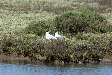 Mouette rieuse, nid,.Chroicocephalus ridibundus, Black headed Gull, Obione portulacoides, Obione, Marais salants, Guerande, 44, Loire Atlantique, France © JAG IMAGES