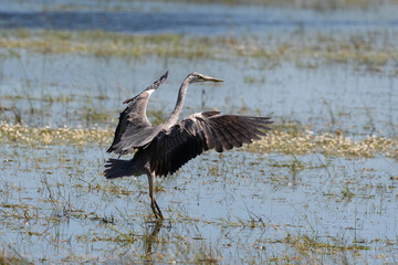 Héron cendré, Ardea cinerea, Grey Heron
